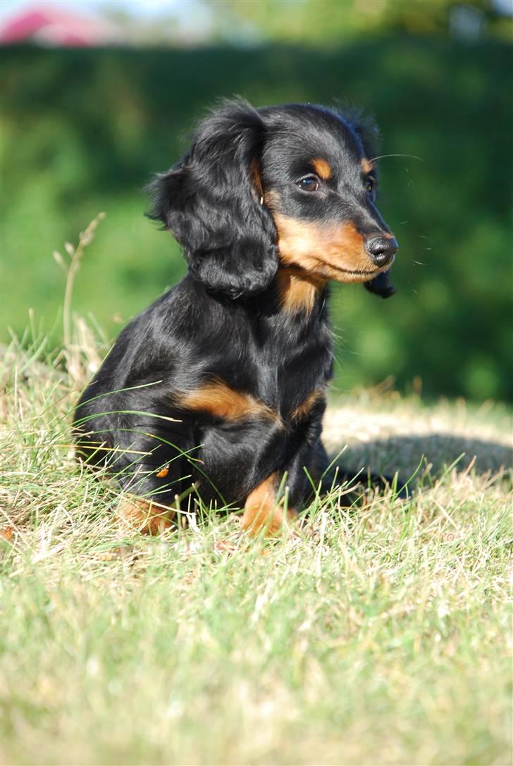 Miniature gravhund Zenobia - Zenobia 11 uger billede 15