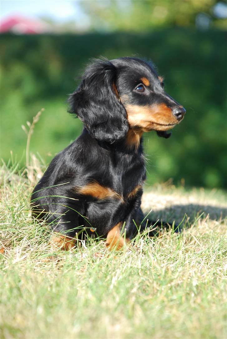 Miniature gravhund Zenobia - Zenobia 11 uger billede 16