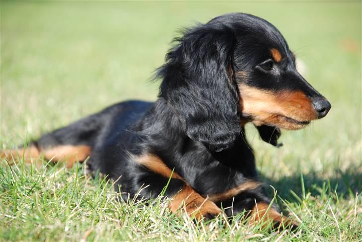 Miniature gravhund Zenobia billede 17