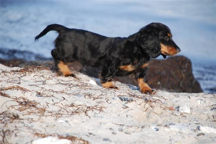 Dværggravhund Zeus - Zeus på stranden 11 uger billede 12