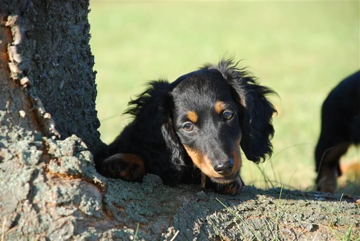 Dværggravhund Zeus billede 13