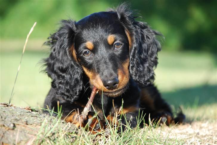 Dværggravhund Zeus billede 14