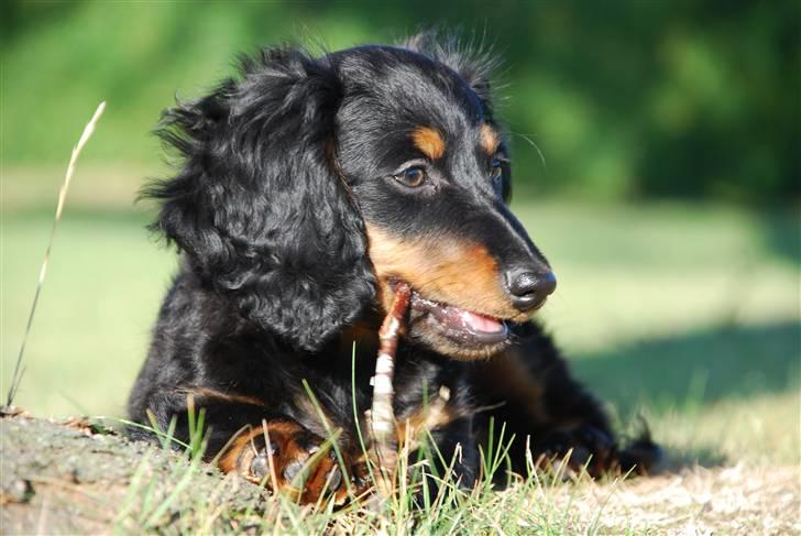 Dværggravhund Zeus billede 15