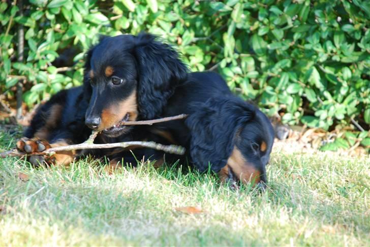 Dværggravhund Zeus - Zeus sammen med sin søster Zenobia billede 16