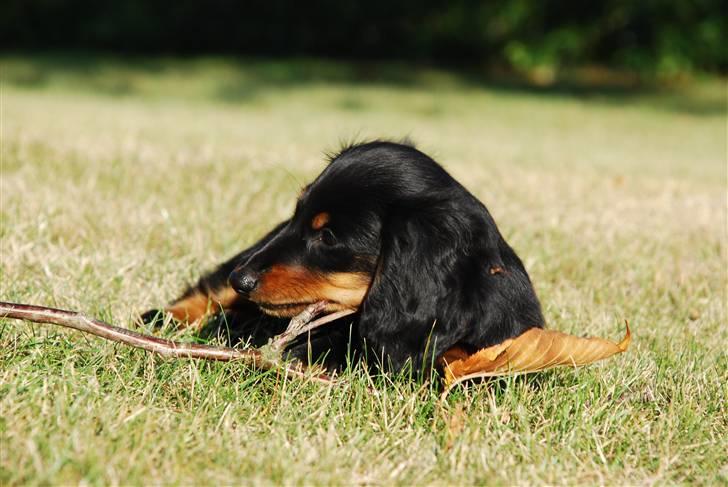 Miniature gravhund Zenobia - Zenobia 11 uger billede 18