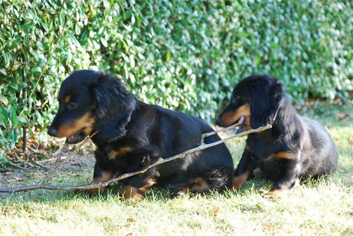 Miniature gravhund Zenobia - Zenobia sammen med sin bror Zeus billede 19