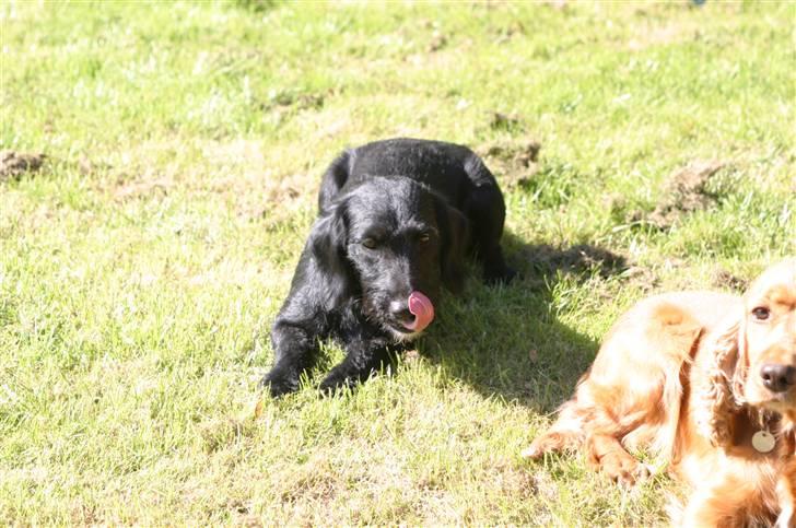 Blanding af racer bella billede 4