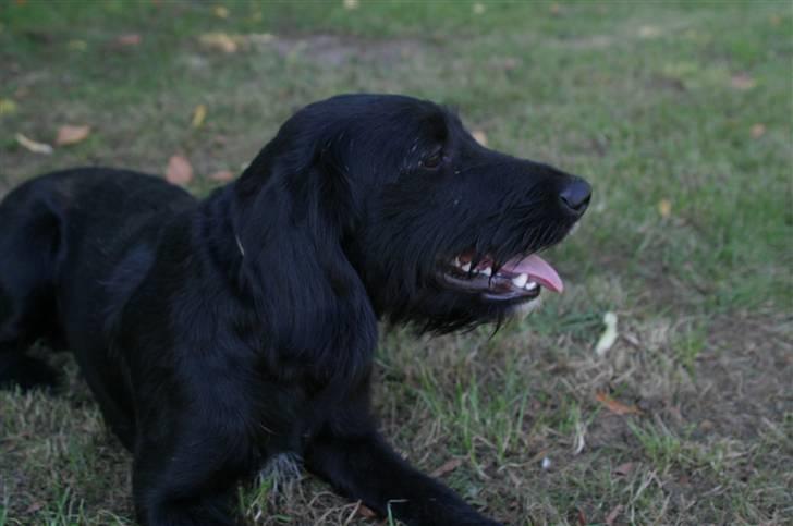 Blanding af racer bella billede 5