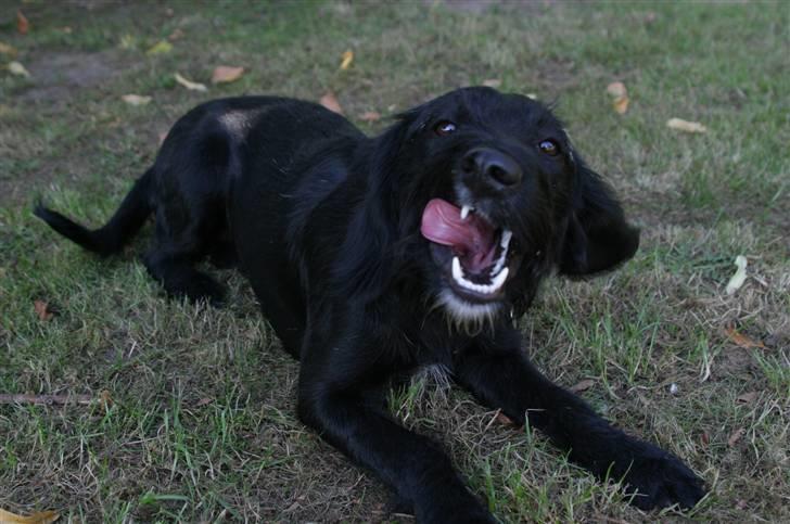 Blanding af racer bella billede 6