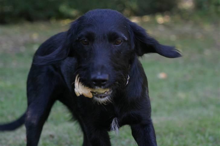 Blanding af racer bella billede 7