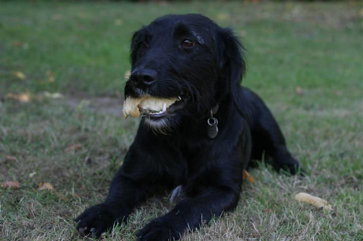 Blanding af racer bella billede 8