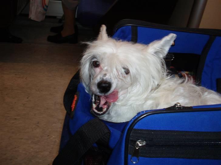 Chinese crested powder puff Inya dreams C'est La Vie - i toget på vej til sverige, billede 4