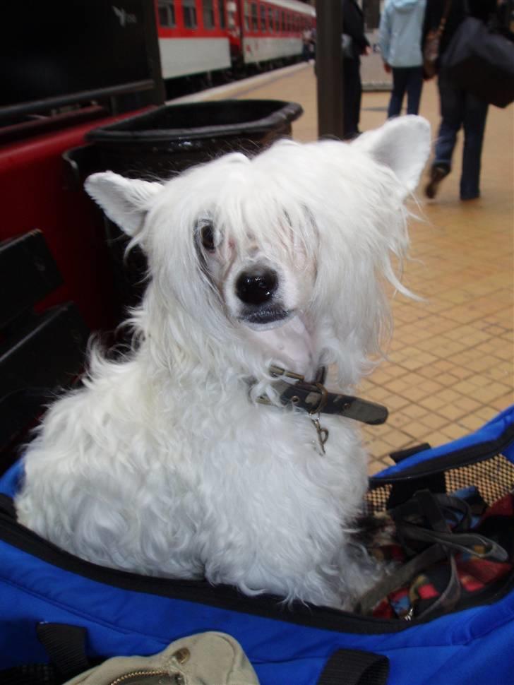 Chinese crested powder puff Inya dreams C'est La Vie - på hovedbanen hvor vi veter på toget billede 5