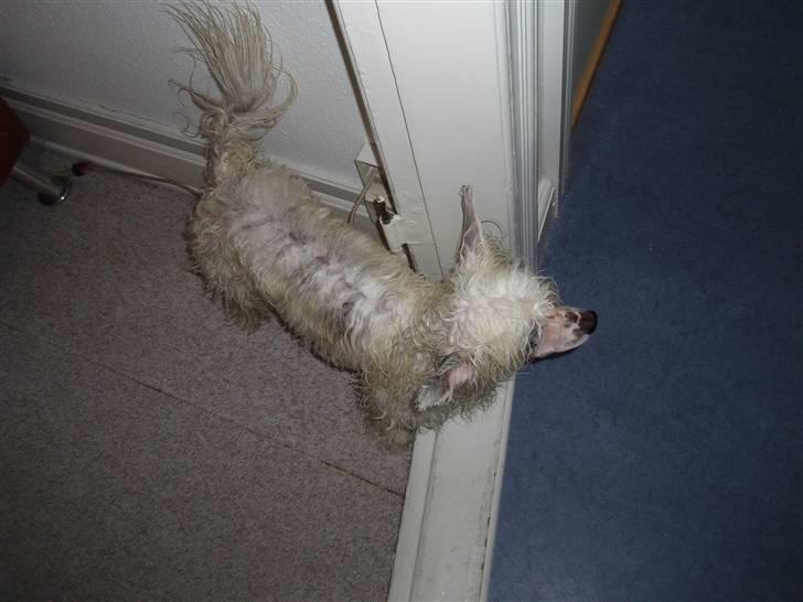 Chinese crested powder puff Inya dreams C'est La Vie - bad!! billede 6