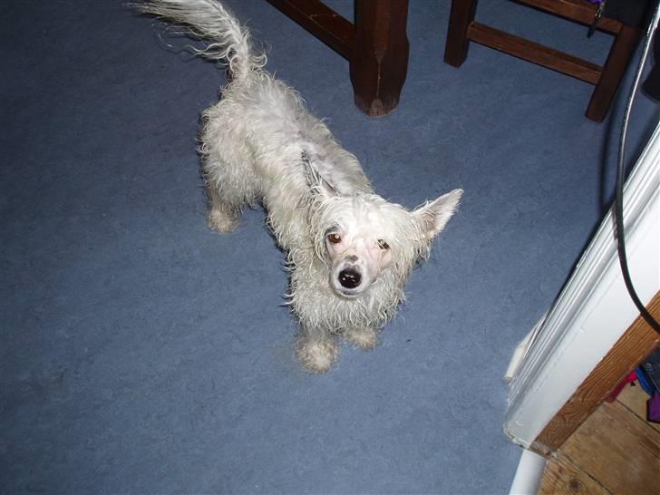 Chinese crested powder puff Inya dreams C'est La Vie - Man er ikk den flotteste når man er helt våd billede 7