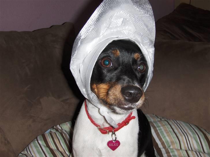 Dansk svensk gaardhund Silke billede 2