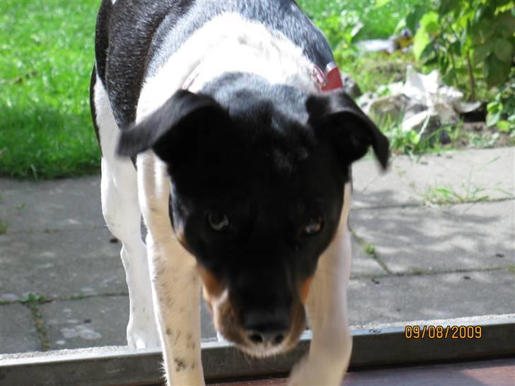 Dansk svensk gaardhund Silke - Farlige Silke billede 3