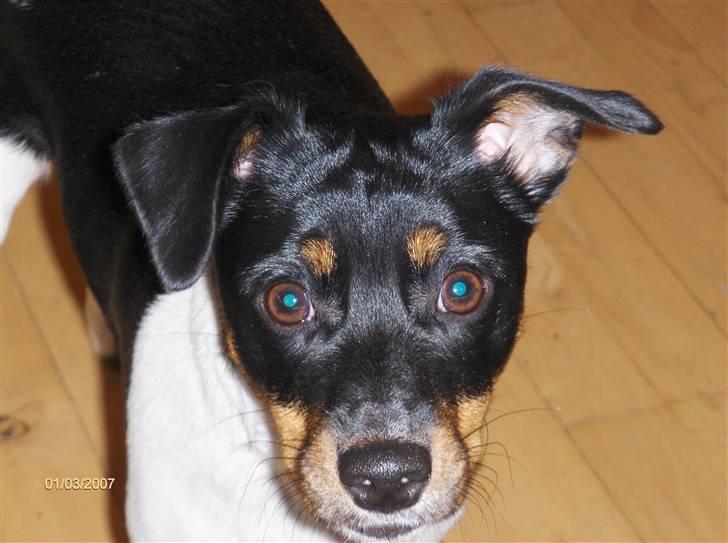 Dansk svensk gaardhund Silke billede 4