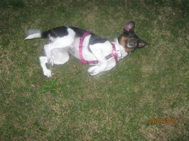 Dansk svensk gaardhund Silke - Her ligger jeg jo meget godt. billede 5