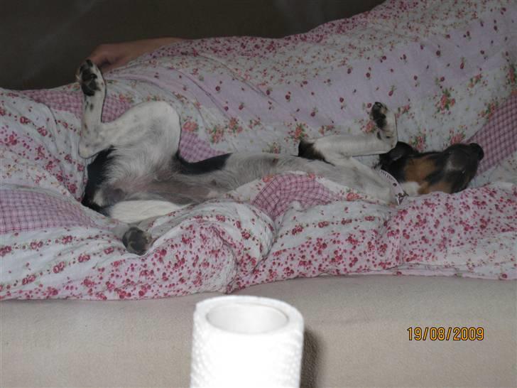 Dansk svensk gaardhund Silke - Skønt med en dyne. billede 6