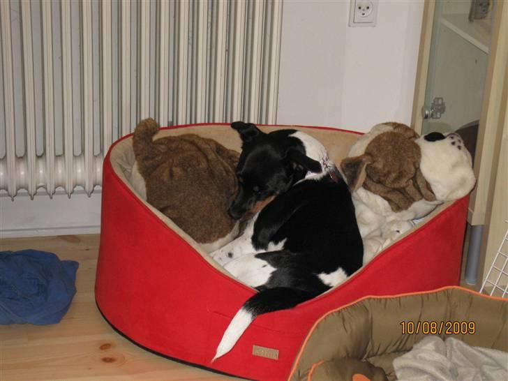 Dansk svensk gaardhund Silke - Min bedste ven. billede 7