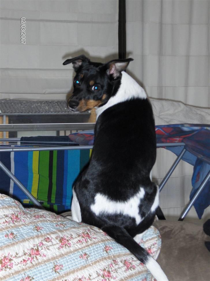 Dansk svensk gaardhund Silke billede 8