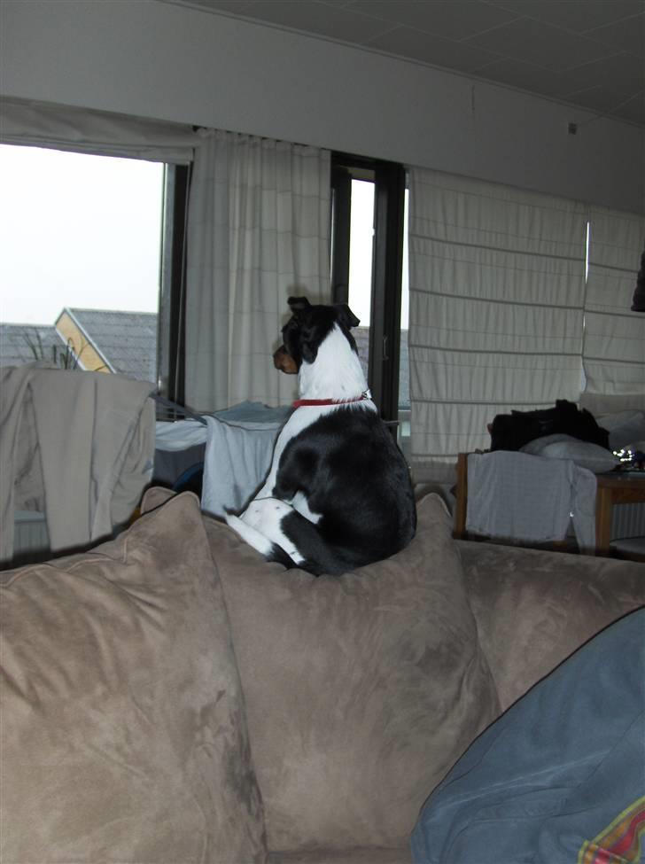 Dansk svensk gaardhund Silke billede 9