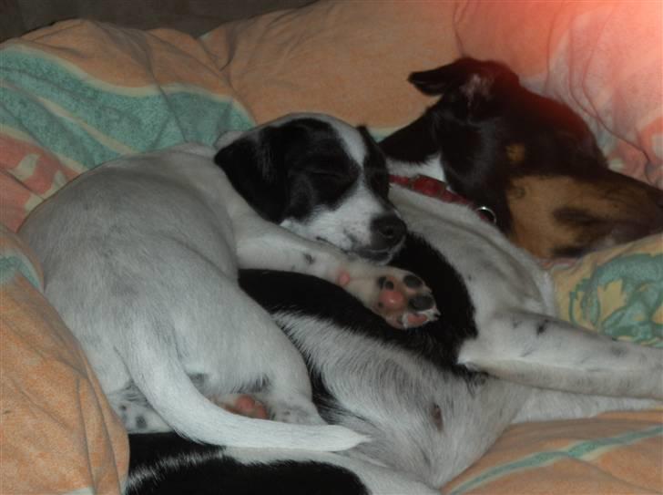 Dansk svensk gaardhund Silke - Barnepige. billede 10