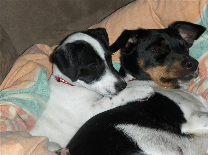 Dansk svensk gaardhund Silke - Hey lig stille billede 11