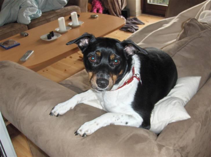 Dansk svensk gaardhund Silke billede 12