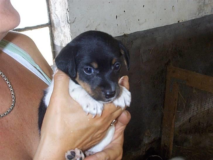 Dansk svensk gaardhund Silke - Er lige ved at blive købt. billede 13