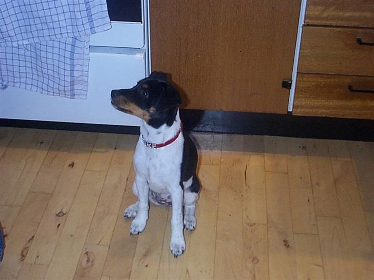 Dansk svensk gaardhund Silke billede 14