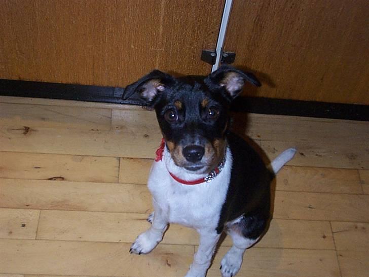 Dansk svensk gaardhund Silke billede 15