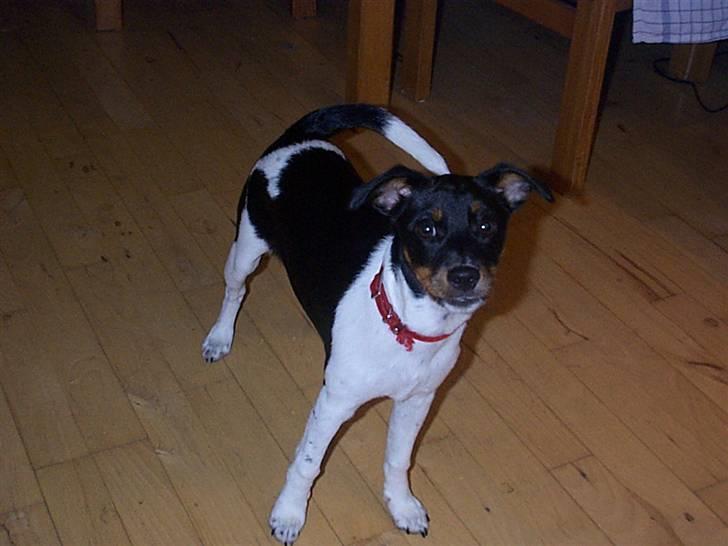 Dansk svensk gaardhund Silke billede 16