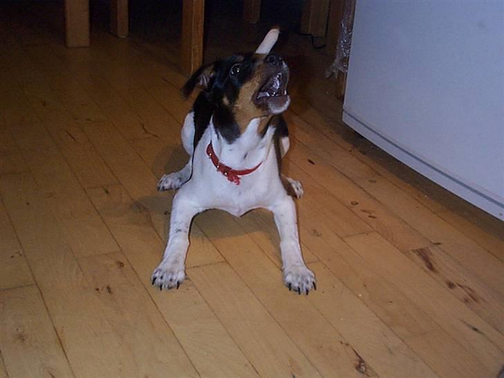 Dansk svensk gaardhund Silke billede 17