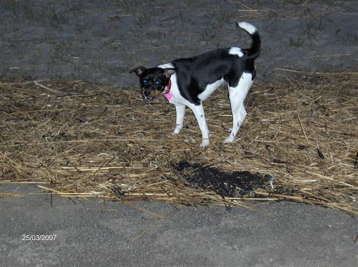 Dansk svensk gaardhund Silke billede 18