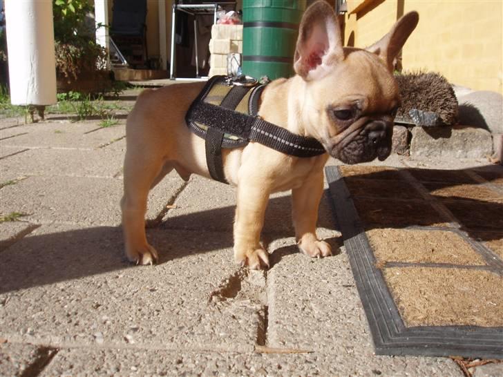 Fransk bulldog Balder billede 6