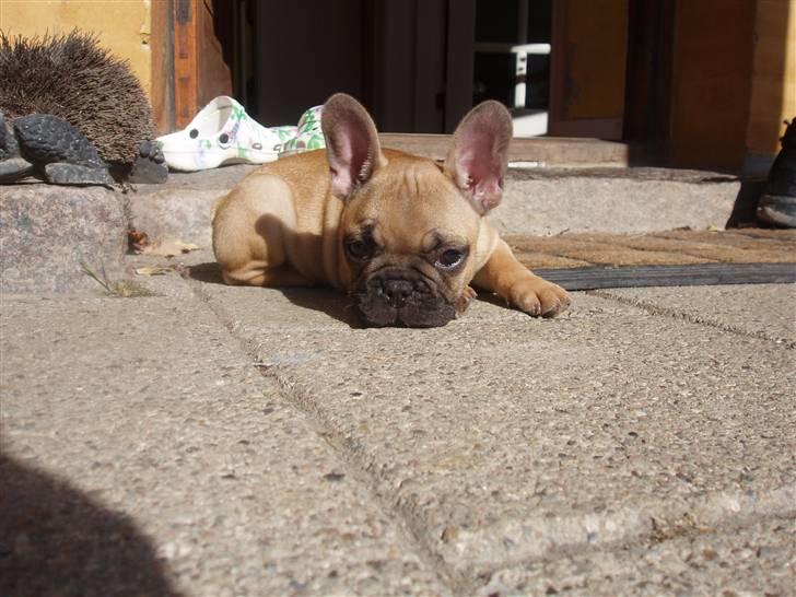 Fransk bulldog Balder billede 7