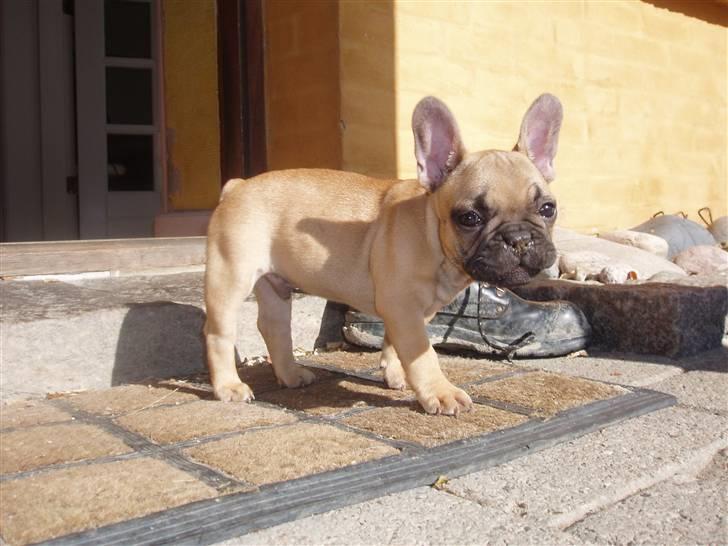 Fransk bulldog Balder billede 8