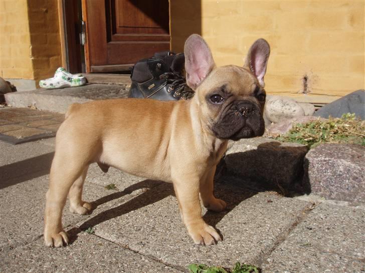 Fransk bulldog Balder billede 9