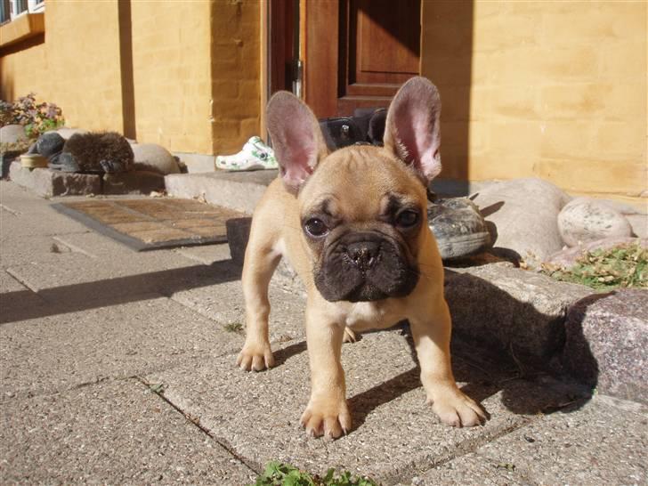 Fransk bulldog Balder billede 10