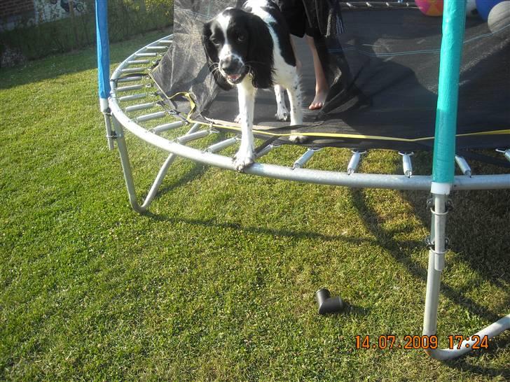 Cocker spaniel Mie - Mie elsker at hoppe i trampolin =) billede 13