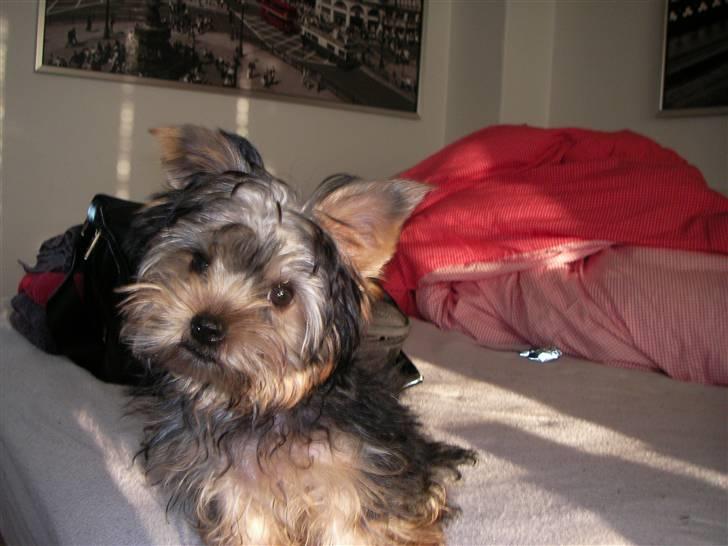 Yorkshire terrier Bounty billede 3