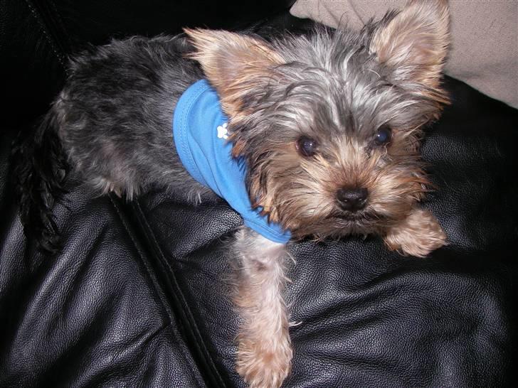 Yorkshire terrier Bounty billede 4