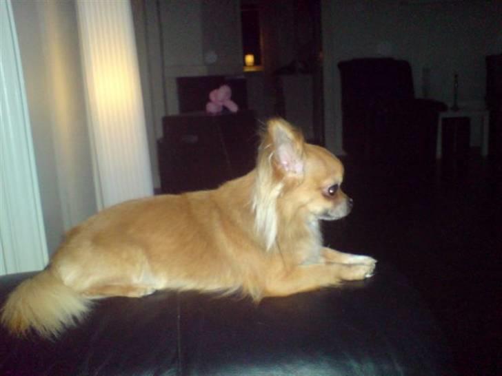 Chihuahua Chikka *a`dia* billede 8