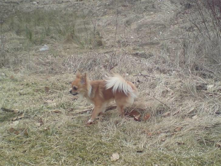 Chihuahua Chikka *a`dia* billede 9