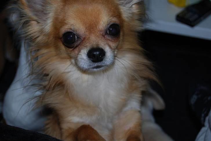 Chihuahua Chikka *a`dia* billede 10