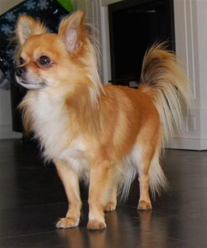 Chihuahua Chikka *a`dia* billede 11