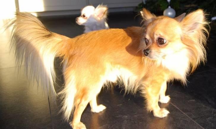 Chihuahua Chikka *a`dia* billede 12