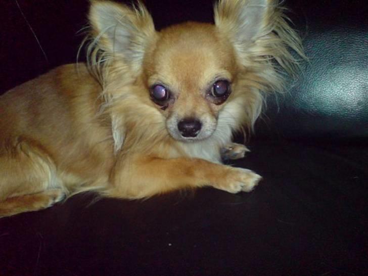 Chihuahua Chikka *a`dia* billede 13